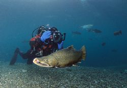Trout & Photographer.
Capernwray - 4'C, February 06.
F9... by Mark Thomas 